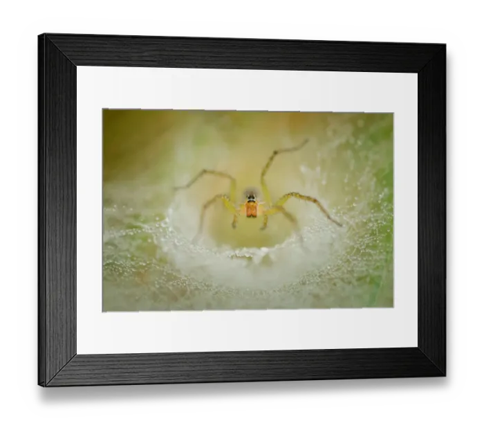 Framed Print : Waiting at Home Framed Print : Waiting at Home