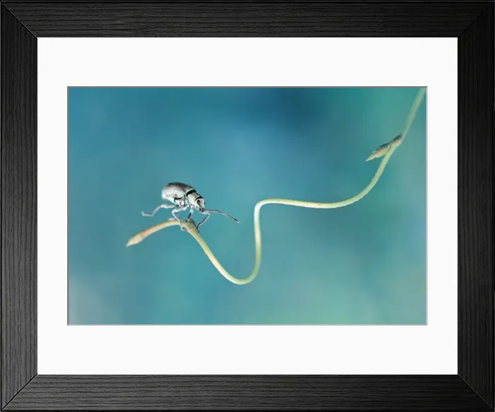 Framed Print : Uppss. Insects On Earth, 186891053 Framed Print : Uppss. Insects On Earth, 186891053