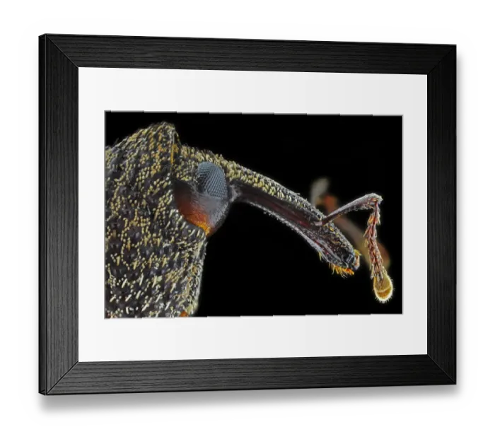 Framed Print : Snout Weevil Framed Print : Snout Weevil