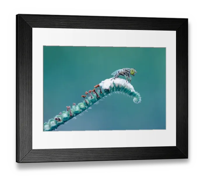 Framed Print : My Spot. Insects On Earth, 186890993 Framed Print : My Spot. Insects On Earth, 186890993