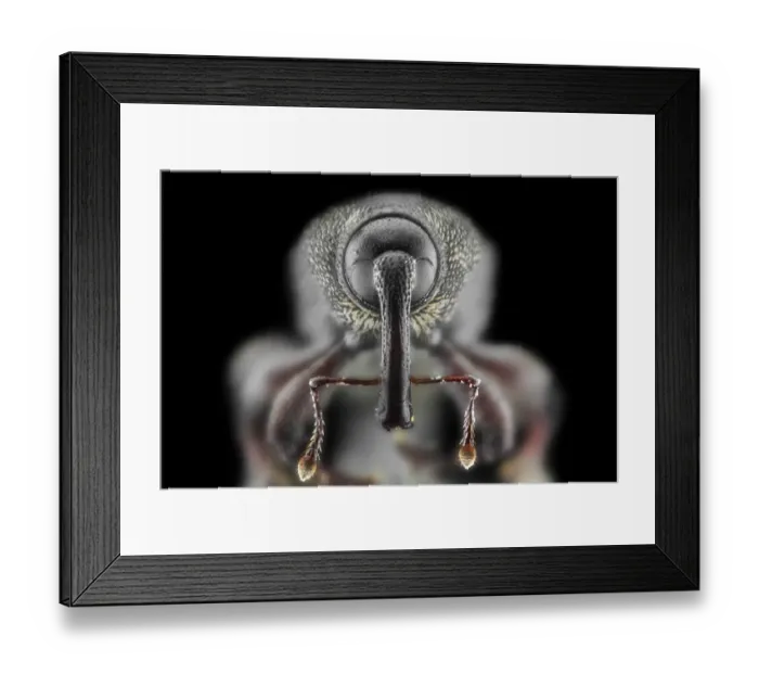 Framed Print : Snout Weevil (Perapion curtirostre) Framed Print : Snout Weevil (Perapion curtirostre)