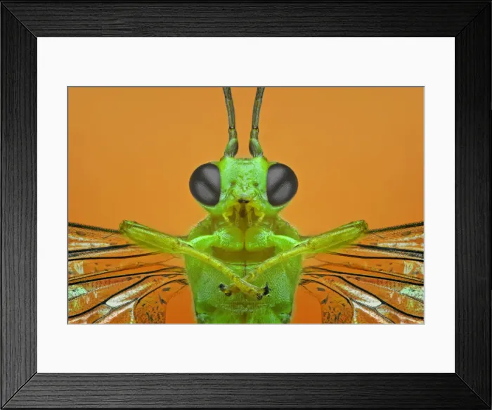 Framed Print : Brachonid Wasp Framed Print : Brachonid Wasp