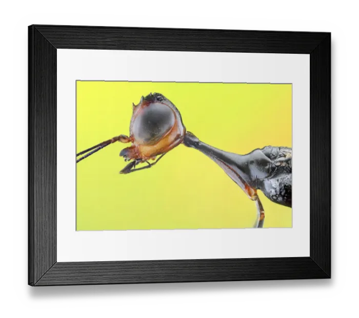Framed Print : Stephanid Wasp (Megischus bicolor) Framed Print : Stephanid Wasp (Megischus bicolor)