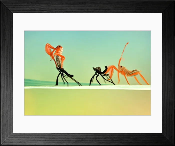 Framed Print : Re-Born. Insects On Earth, 186889553 Framed Print : Re-Born. Insects On Earth, 186889553