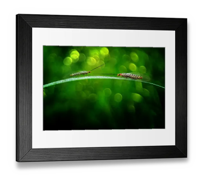 Framed Print : Junior vs Senior Framed Print : Junior vs Senior