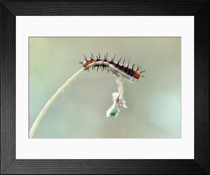 Framed Print : Thorny Caterpillars Framed Print : Thorny Caterpillars