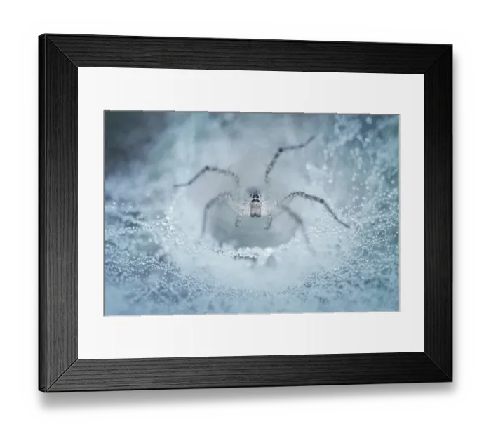 Framed Print : spider. Insects On Earth, 186889507