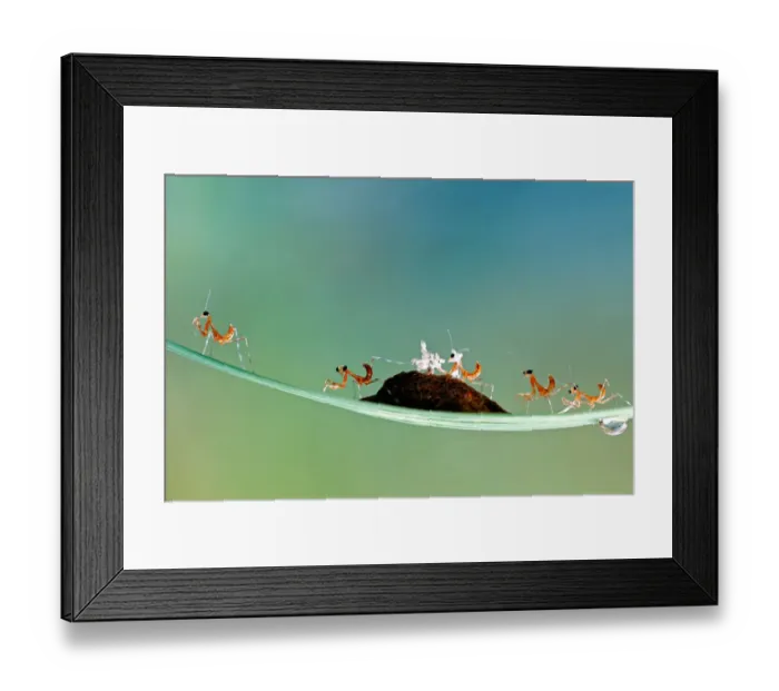 Framed Print : The New Kids Framed Print : The New Kids