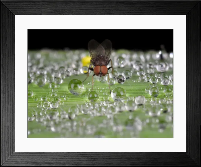 Framed Print : In The Middle of Dew Framed Print : In The Middle of Dew