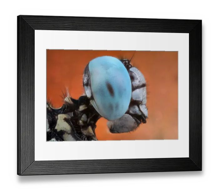 Framed Print : Blue Cyan Eye Framed Print : Blue Cyan Eye