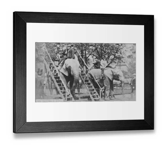 Framed Print : Elephant Rides Framed Print : Elephant Rides