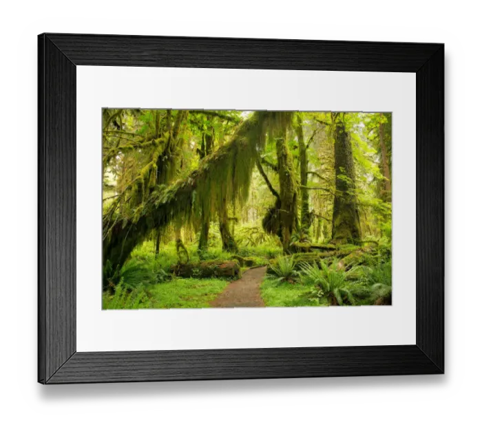 Framed Print : Hall of Mosses Framed Print : Hall of Mosses