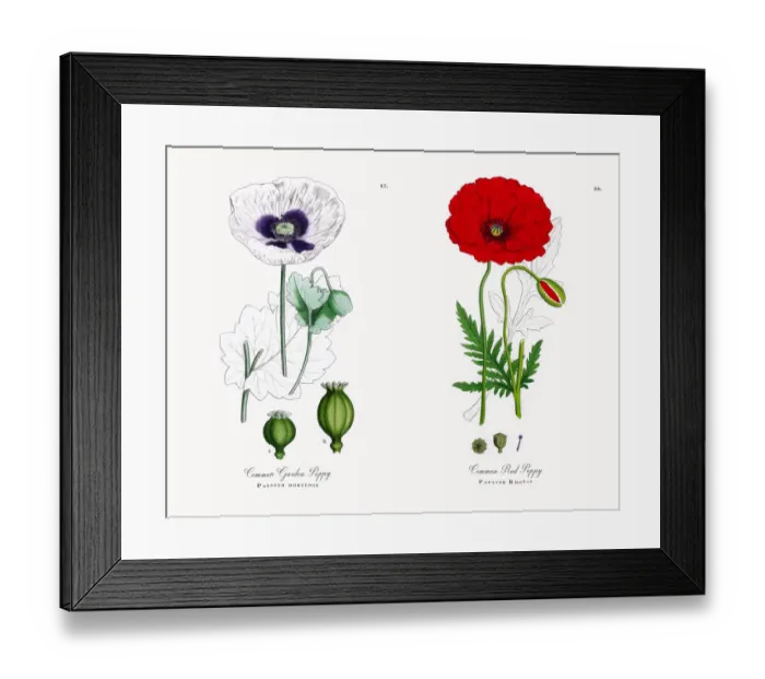 Framed Print : Common Garden Poppy, Papaver hortense, Victorian Botanical Illustration, 1863 Framed Print : Common Garden Poppy, Papaver hortense, Victorian Botanical Illustration, 1863