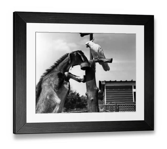 Framed Print : Birds And Beasts Framed Print : Birds And Beasts