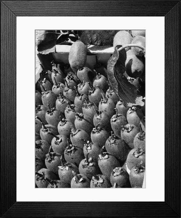 Framed Print : Kiwi Fruit Framed Print : Kiwi Fruit