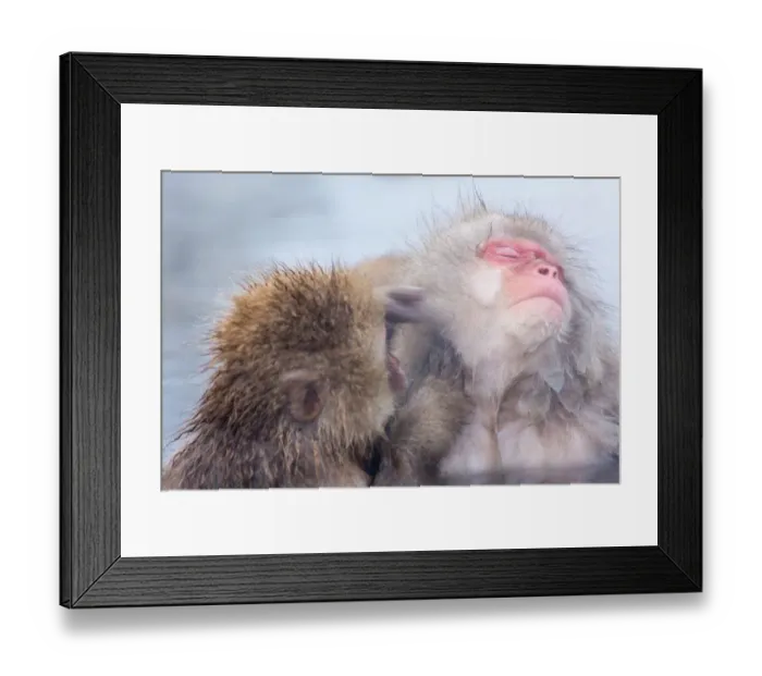 Framed Print : Snow monkey which soaks in the hot spring Framed Print : Snow monkey which soaks in the hot spring