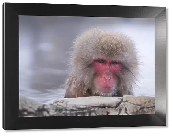 Japanese Macaque Bathing in a Hot Spring