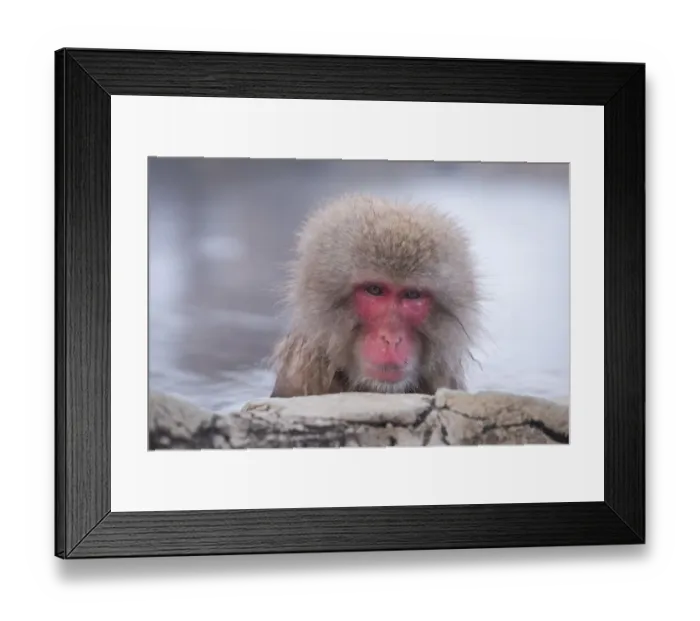 Framed Print : Japanese Macaque Bathing in a Hot Spring
