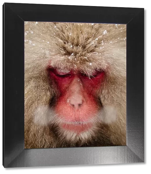 Japanese Snow Monkey breathing in cold winter air