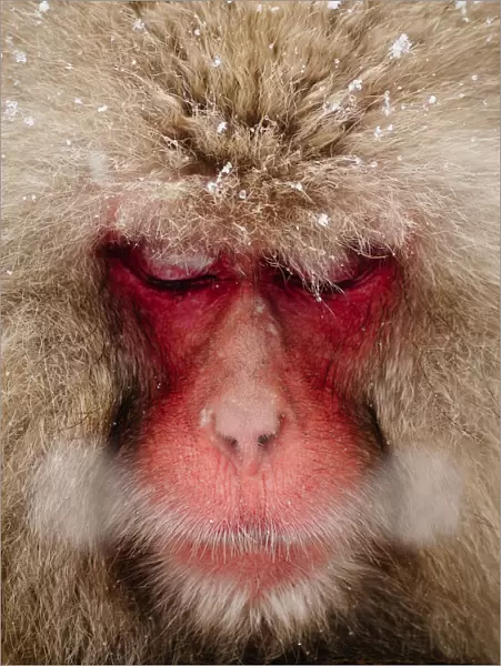 Japanese Snow Monkey breathing in cold winter air
