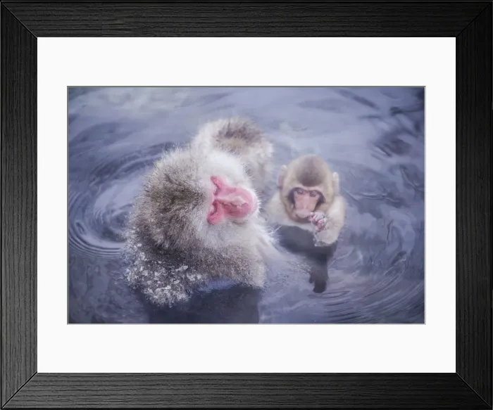 Framed Print : Jigokudani snow monkey park Framed Print : Jigokudani snow monkey park
