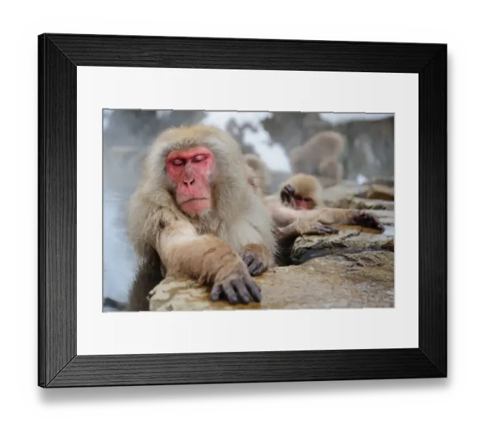 Framed Print : Sleeping beauty - Jigokudani Snow Monkey Park