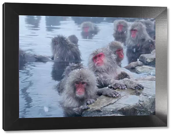 Group of Japanese macaques (Macaca fuscata) monkeys in hot spring