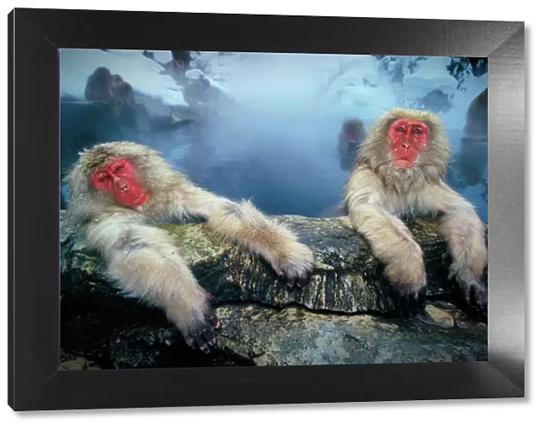 Japanese snow monkeys at hot pool