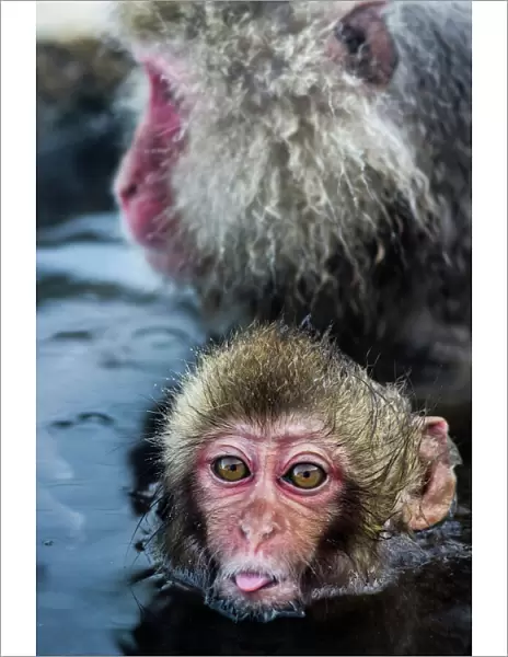 Baby Snow Monkey Sticking Out Tongue