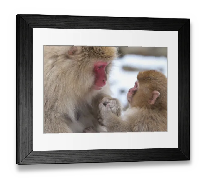 Framed Print : Eye contact Framed Print : Eye contact