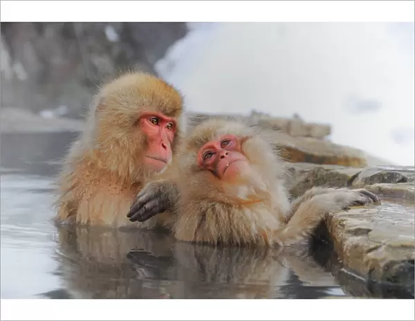 Japanese Macaque in Jigokudani Snow Monkey Park