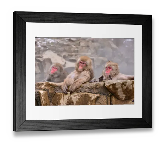 Framed Print : Monkeys at Wild Snow Monkey Park, Nagano Prefecture, Japan Framed Print : Monkeys at Wild Snow Monkey Park, Nagano Prefecture, Japan