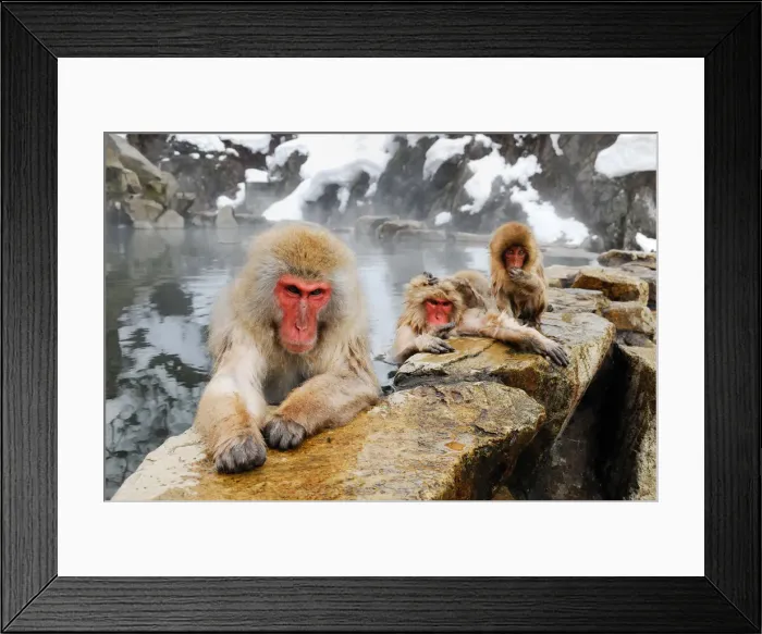 Framed Print : Jigokudani snow monkey park Framed Print : Jigokudani snow monkey park