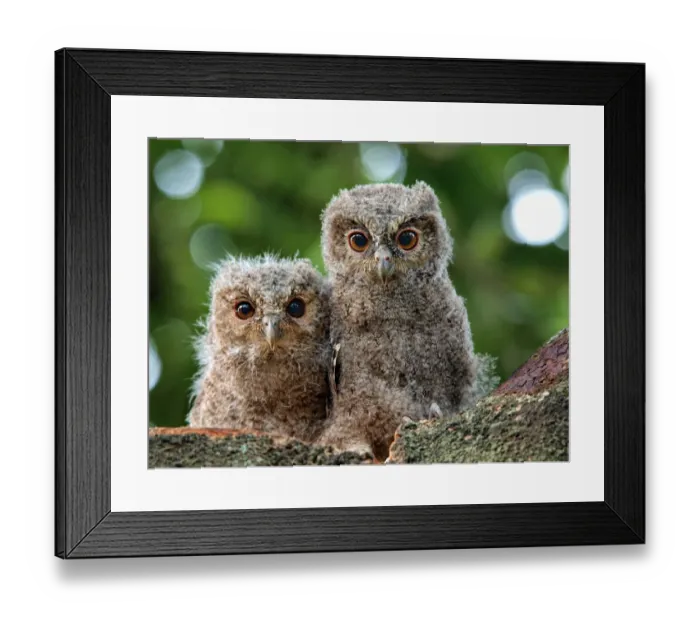 Framed Print : Ugh oh... : ) Framed Print : Ugh oh... : )
