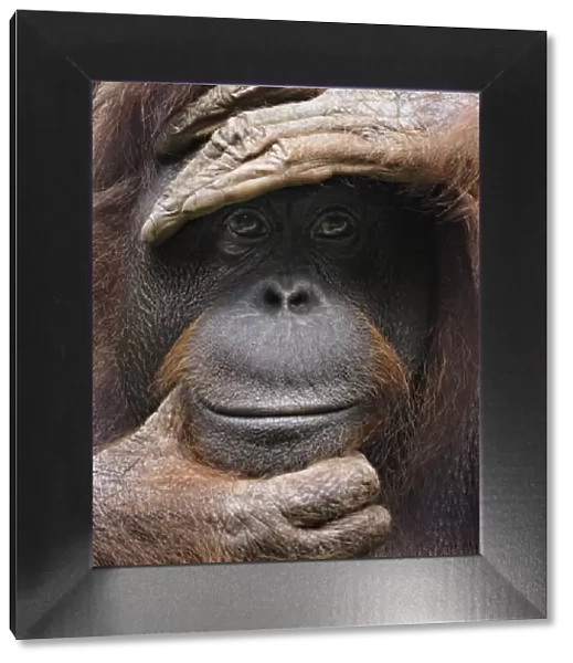 Orangutan posing