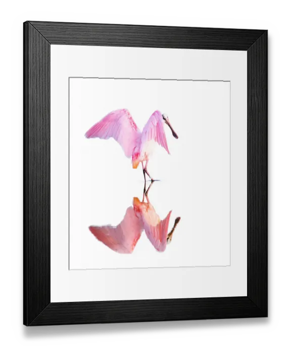 Framed Print : Roseate Spoonbill (Platalea ajaja) Dance and Reflection Framed Print : Roseate Spoonbill (Platalea ajaja) Dance and Reflection