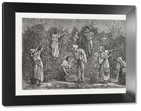 Coffee harvest in Costa Rica, wood engraving, published in 1888