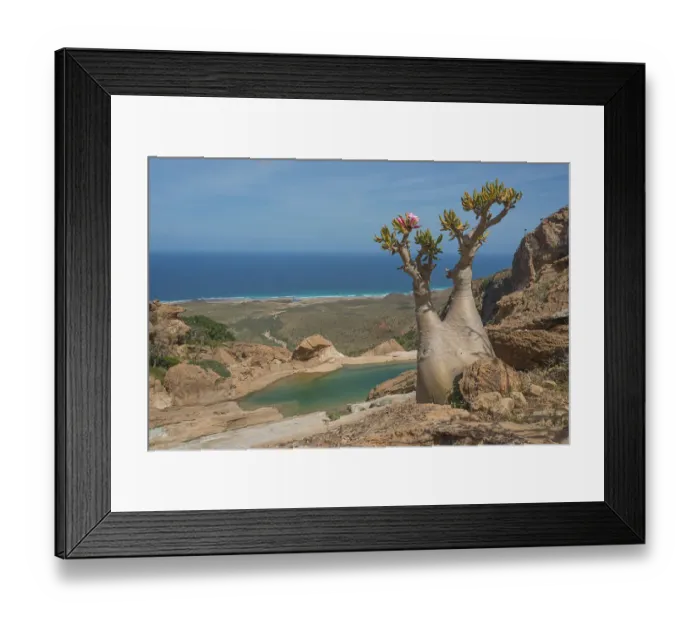 Framed Print : arid climate, beauty in nature, blue sky, bottle tree, cliff, color image, copy space Framed Print : arid climate, beauty in nature, blue sky, bottle tree, cliff, color image, copy space