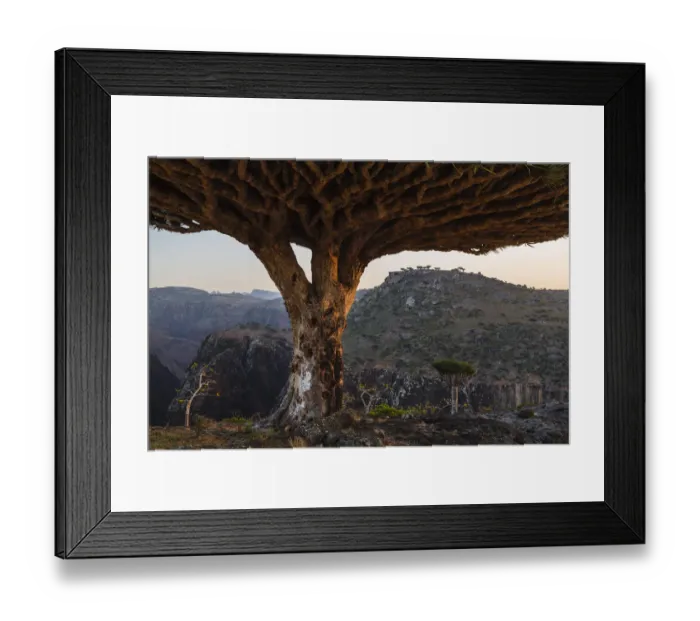 Framed Print : arid climate, beauty in nature, calm, color image, day, dixam, dragons blood tree Framed Print : arid climate, beauty in nature, calm, color image, day, dixam, dragons blood tree