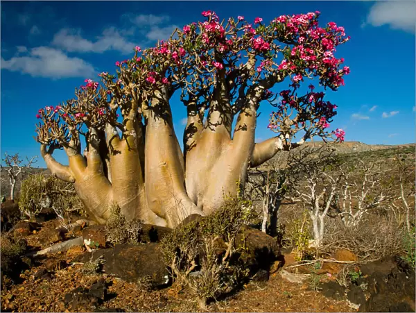 Socotra desert rose
