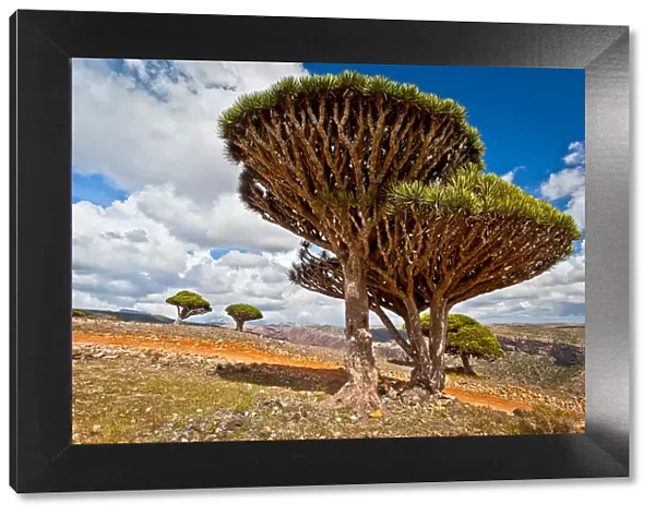 Dragons blood trees on Dixam Plateau