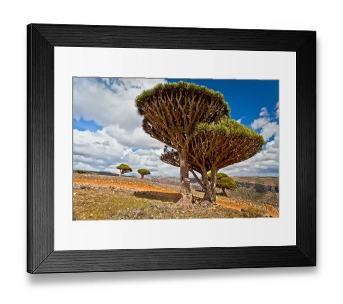 Framed Print : Dragons blood trees on Dixam Plateau Framed Print : Dragons blood trees on Dixam Plateau