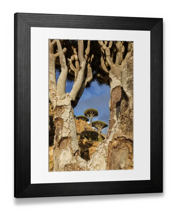 Framed Print : endemic species, frame, beauty in nature, forest Framed Print : endemic species, frame, beauty in nature, forest