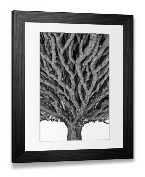Framed Print : Dragon blood tree Framed Print : Dragon blood tree