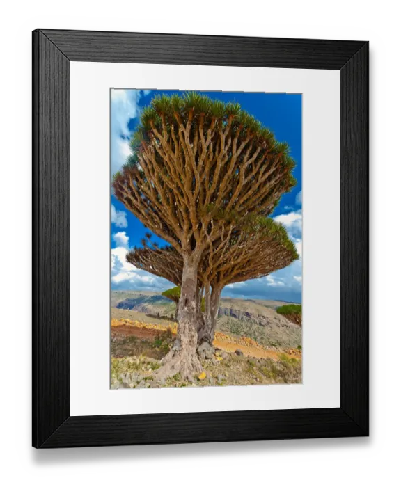 Framed Print : Dragons blood on Dixam Plateau-socotra island