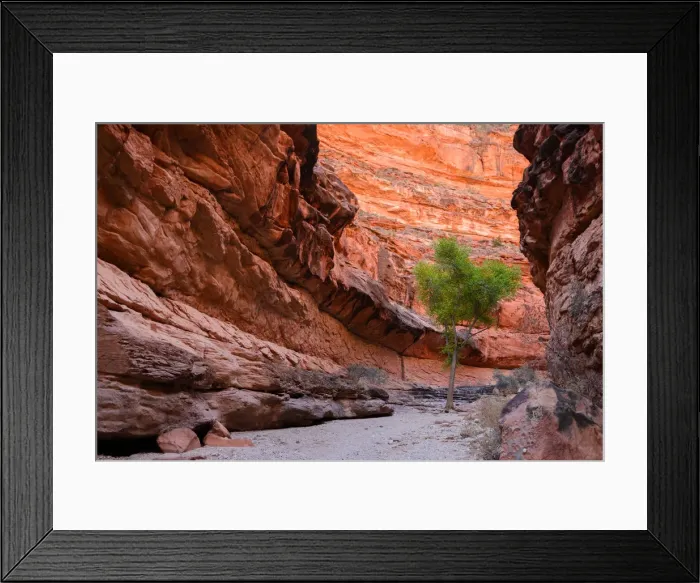 Framed Print : Tree in Havasu Canyon Framed Print : Tree in Havasu Canyon
