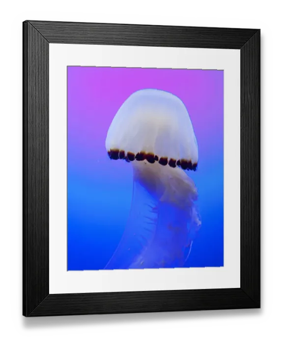 Framed Print : Chrysaora Jellyfish