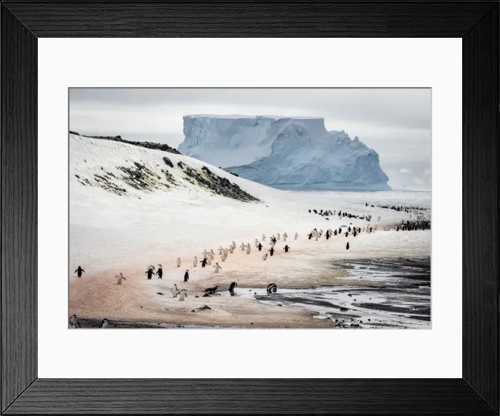 Framed Print : Penguin Highway Framed Print : Penguin Highway