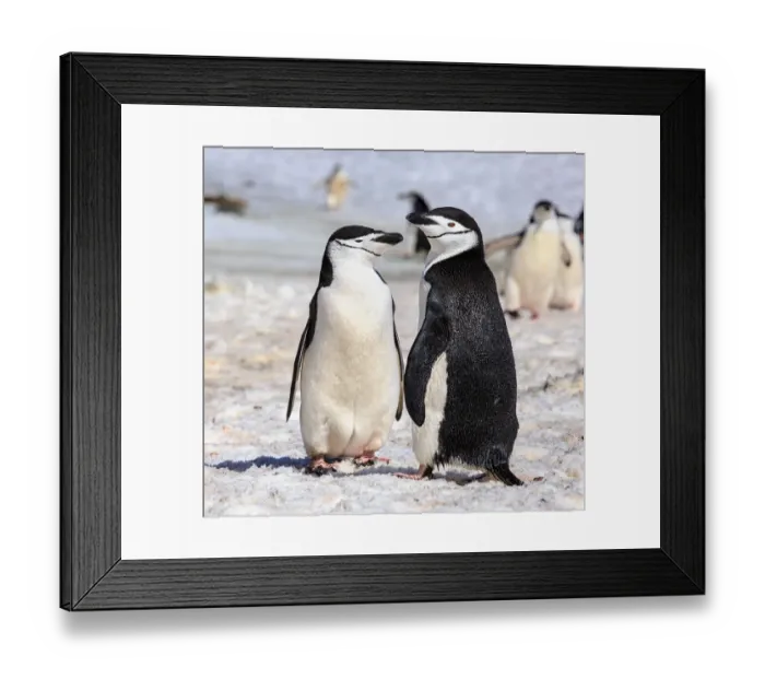 Framed Print : Chinstrap Penguin Couple Framed Print : Chinstrap Penguin Couple