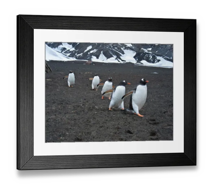 Framed Print : Gentoo penguins Framed Print : Gentoo penguins